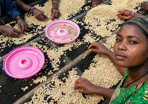 Ethiopian women drying coffee beans in a farm, Oromia, Shishinda, Ethiopia