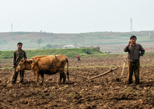 Ox in a field in front of a village, South Hamgyong Province, Hamhung, North Korea