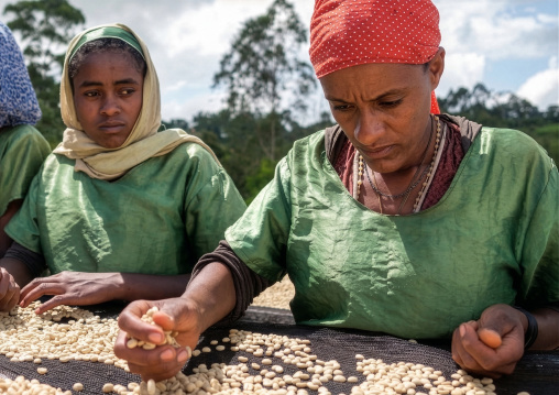 Ethiopian women drying coffee beans in a farm, Oromia, Shishinda, Ethiopia