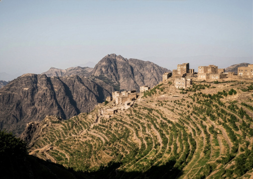 Terraces planted with cereals, Amanat Al-Asemah, Sanaa, Yemen