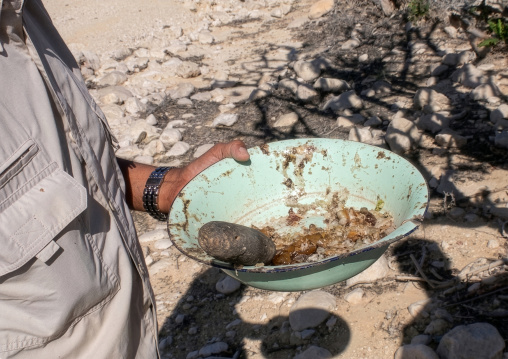 Man collecting frankincense resin from a Boswellia tree, Dhofar, Wadi Dawkah, Oman