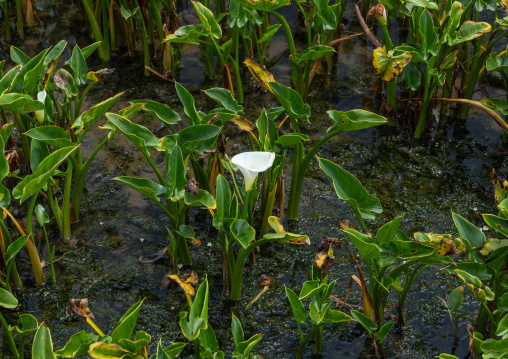 Field of white calla lily flowers at Zhu Zi Hu aka Bamboo lake, Beitou, Taipei, Taiwan