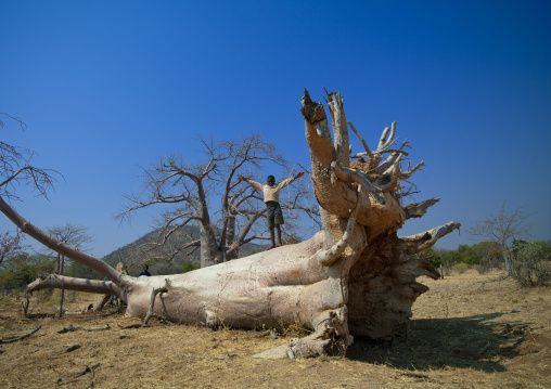 Boy With His Arms Up On The Trunk Of A Baobab Tree, Angola