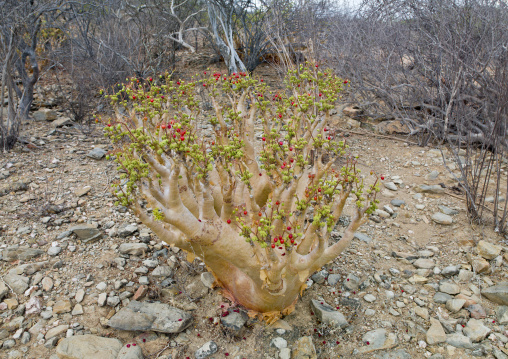 dwarf baobab with flowers, Virie area, Angola