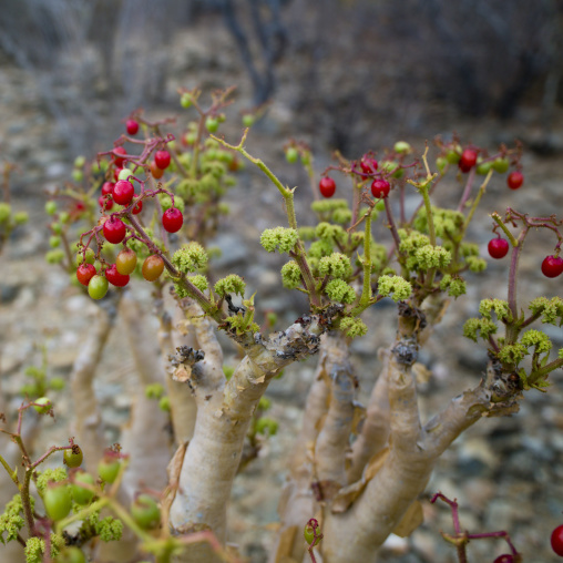 dwarf baobab with flowers, Virie area, Angola