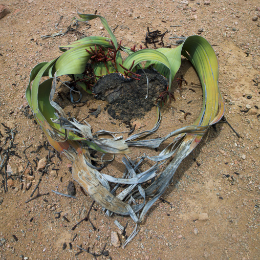 Welwitschia Mirabilis In The Desert, Angola