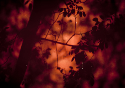 Shadow Of A Tree On A Wall In The Forbidden City, Beijing, China