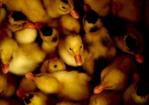 Group Of Ducklings, Menglun, Yunnan Province, China
