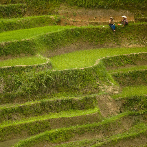 Green Rice Terraces Of Hani People In Yuanyang, Yunnan Province, China