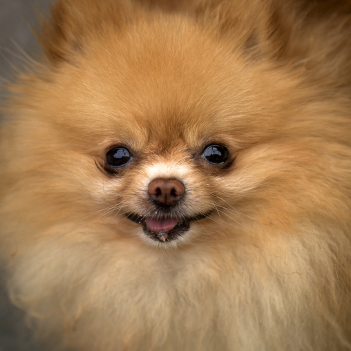 Chinese Puppy Dog, Beijing, China