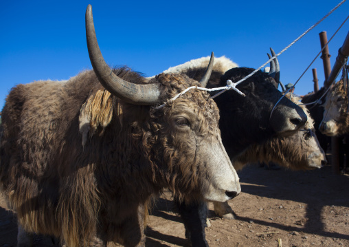 Yaks at Kashgar Animal Market, Xinjiang Uyghur Autonomous Region, China