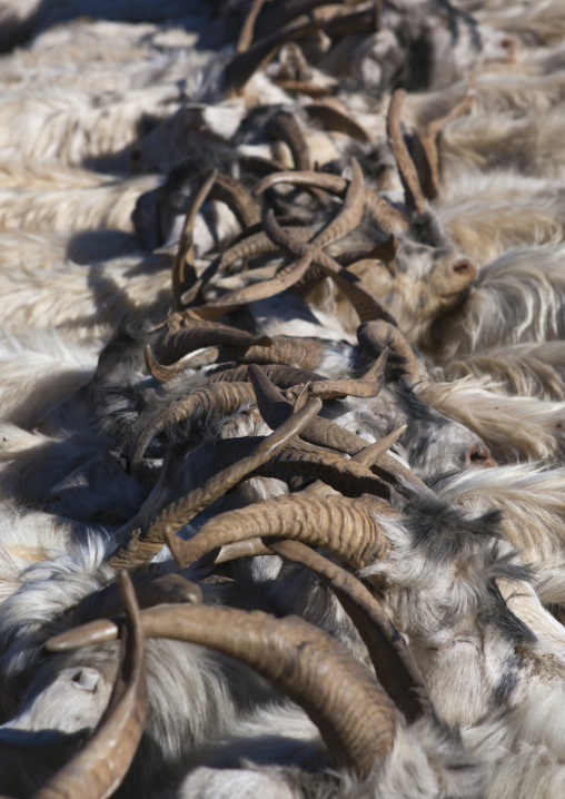 Kashgar Animal Market, Xinjiang Uyghur Autonomous Region, China