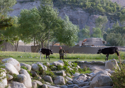 Afghan boy taking care of cows in a field, Badakhshan province, Khandood, Afghanistan