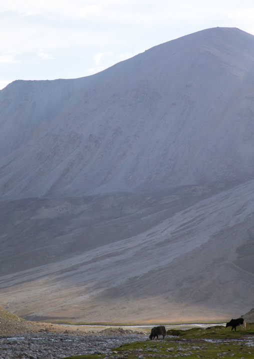 Yaks in the mountains, Big pamir, Wakhan, Afghanistan
