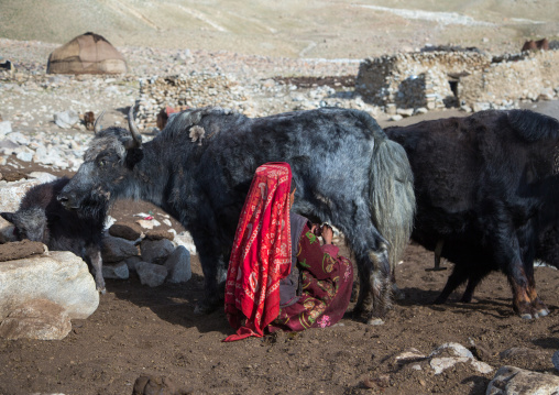 Wakhi nomad woman milking a yak, Big pamir, Wakhan, Afghanistan