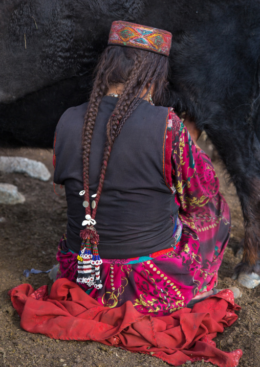 Wakhi nomad woman milking a yak, Big pamir, Wakhan, Afghanistan