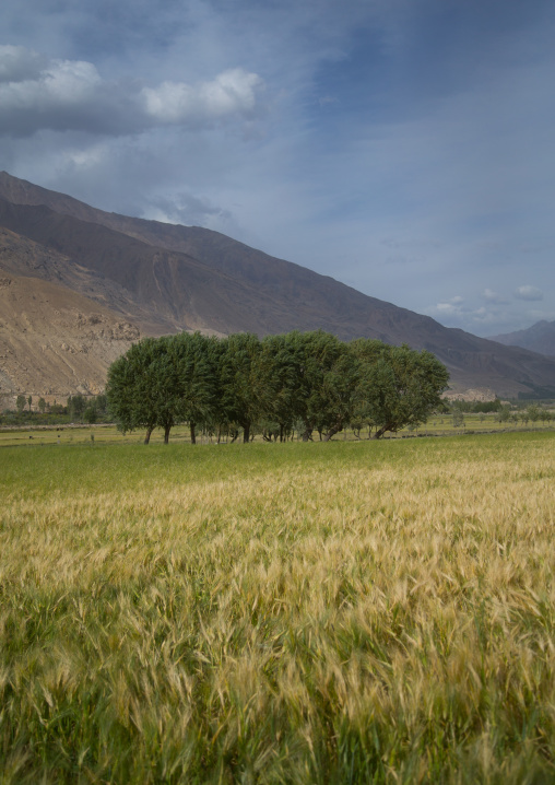 Farm field, Badakhshan province, Qazi deh, Afghanistan