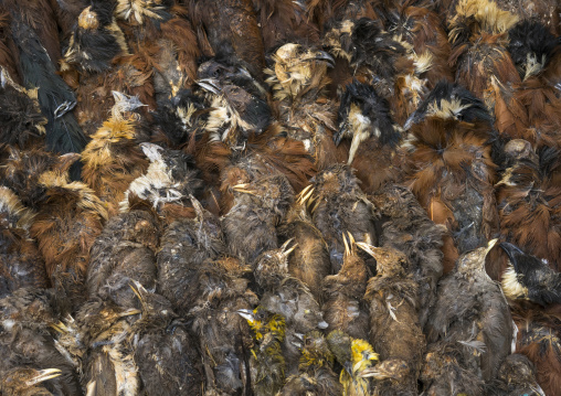 Benin, West Africa, Bonhicon, dead birds sold on a voodoo market