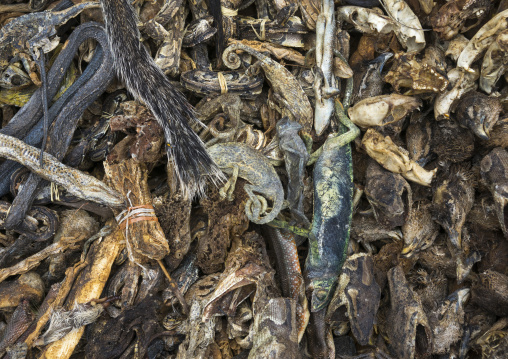 Benin, West Africa, Bonhicon, a voodoo market with many snakes and chameleons
