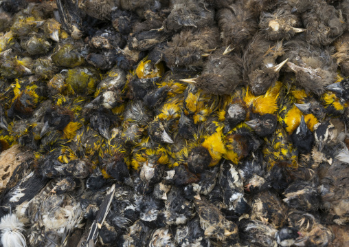 Benin, West Africa, Bonhicon, dead birds sold on a voodoo market