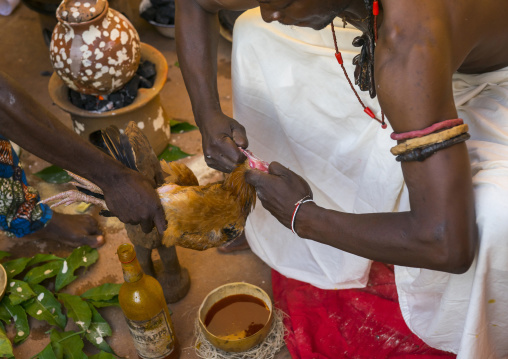 Benin, West Africa, Bonhicon, the slaughter of a chicken in a ritual sacrifice during a voodoo ceremony runned by kagbanon bebe priest