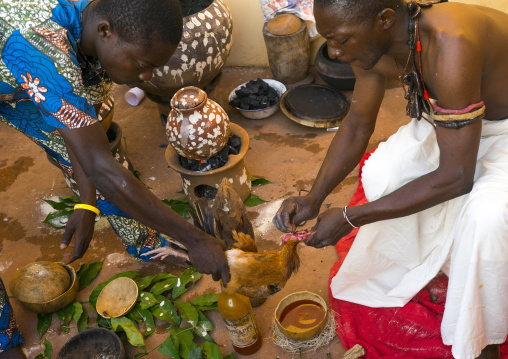 Benin, West Africa, Bonhicon, the slaughter of a chicken in a ritual sacrifice during a voodoo ceremony runned by kagbanon bebe priest