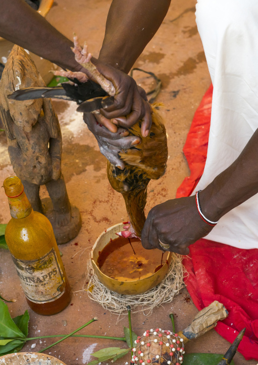 Benin, West Africa, Bonhicon, the slaughter of a chicken in a ritual sacrifice during a voodoo ceremony runned by kagbanon bebe priest