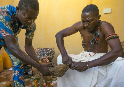 Benin, West Africa, Bonhicon, the slaughter of a pigeon in a ritual sacrifice during a voodoo ceremony runned by kagbanon bebe priest