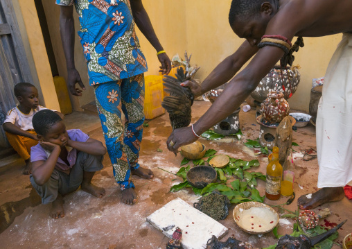 Benin, West Africa, Bonhicon, the slaughter of a pigeon in a ritual sacrifice during a voodoo ceremony runned by kagbanon bebe priest