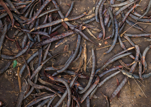 Togo, West Africa, Nadoba, grains used to make the color of the tamberma somba tribe houses walls