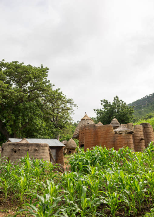 Togo, West Africa, Nadoba, traditional tata somba houses with thatched roofs and granaries