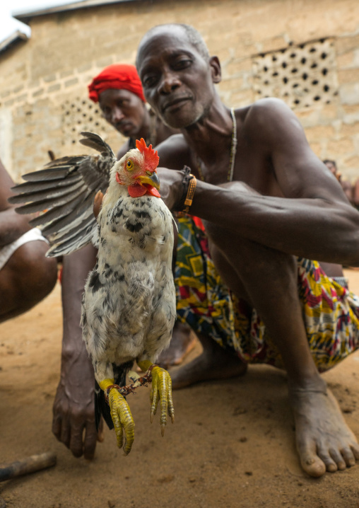 Benin, West Africa, Bopa, chicken sacrified by dah tofa voodoo master