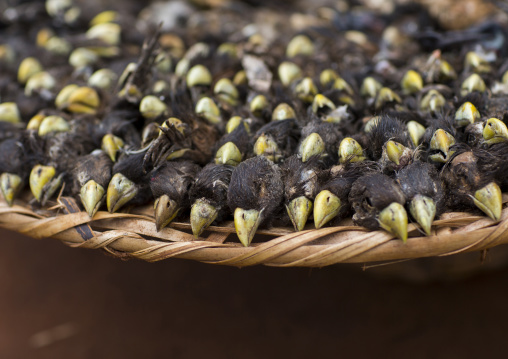 Benin, West Africa, Bonhicon, dead birds sold on a voodoo market