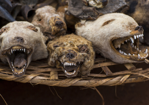 Benin, West Africa, Bonhicon, dogs and hyenas heads sold on a voodoo market
