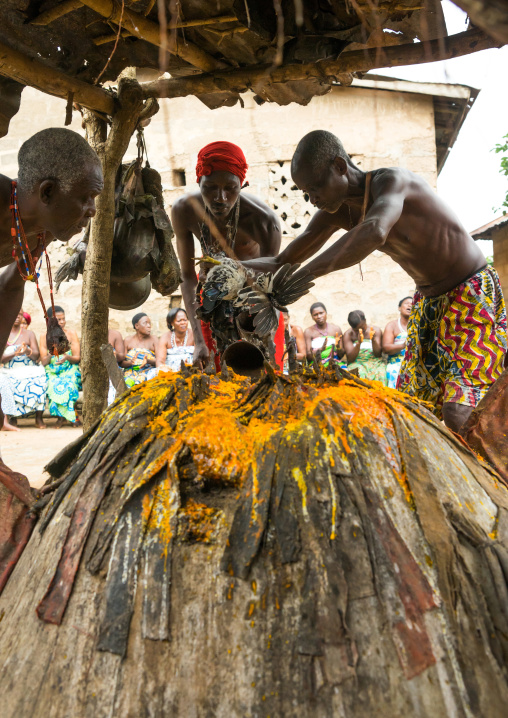 Benin, West Africa, Bopa, chicken sacrified by dah tofa voodoo master