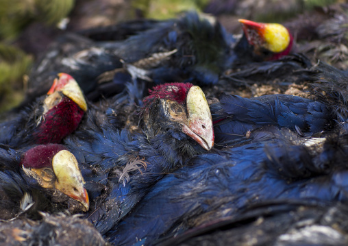 Benin, West Africa, Bonhicon, dead birds sold on a voodoo market