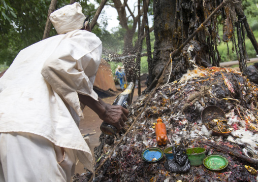 Benin, West Africa, Dankoly, a priest spitting coca cola on a voodoo shrine to make an offering to the spirits