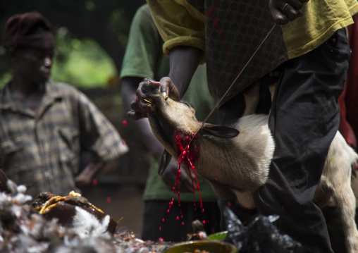 Benin, West Africa, Dankoly, the slaughter of a goat in a ritual sacrifice during a voodoo ceremony