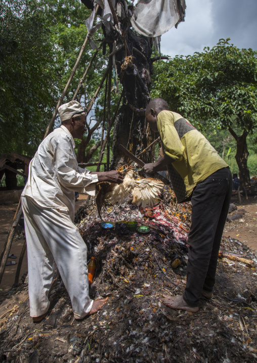 Benin, West Africa, Dankoly, the slaughter of a chicken in a ritual sacrifice during a voodoo ceremony