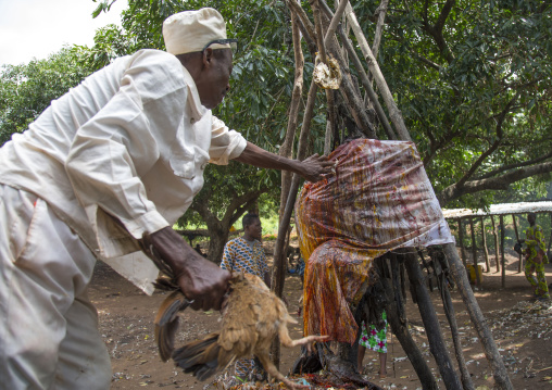 Benin, West Africa, Dankoly, a priest sacrifies a chicken during a voodoo ceremony and puts blood on the shrine