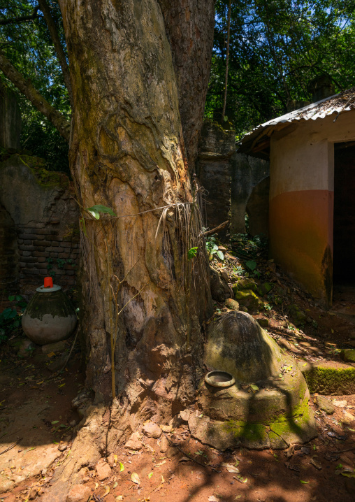 Benin, West Africa, Ouidah, sacred forest of kpasse
