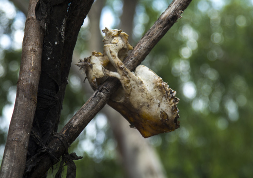 Benin, West Africa, Dankoly, animal head skull on a voodoo shrine