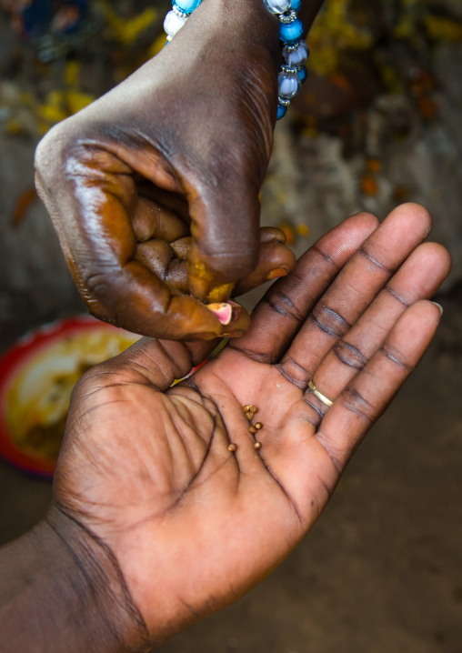 Benin, West Africa, Bopa, mrs hounyoga shares a cola nut to make offerings to the twins spirits in the temple