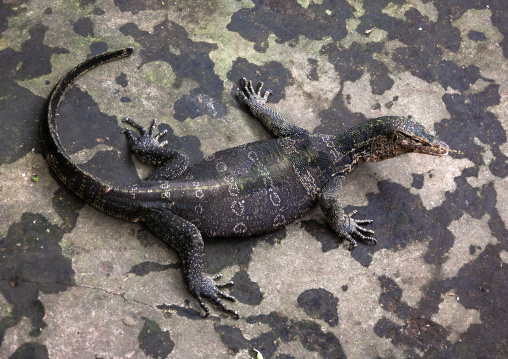 High angle view of a varan, Siem Reap Province, Angkor, Cambodia
