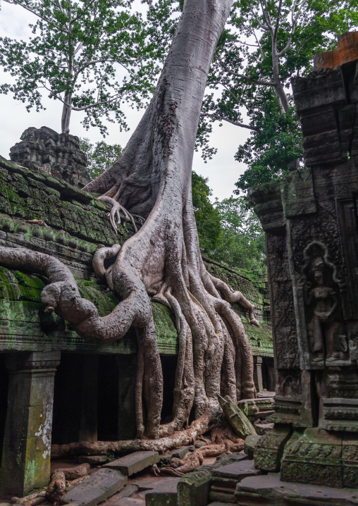 Ta Prohm temple overgrown with tree roots, Siem Reap Province, Angkor, Cambodia