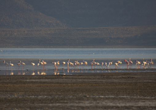 Flamingos, Lake Abbe, Djibouti
