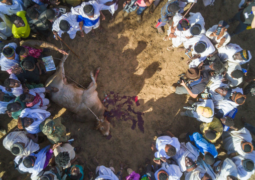 Aerial view of the slaughter of a bull during the Gada system ceremony in Borana tribe, Oromia, Yabelo, Ethiopia