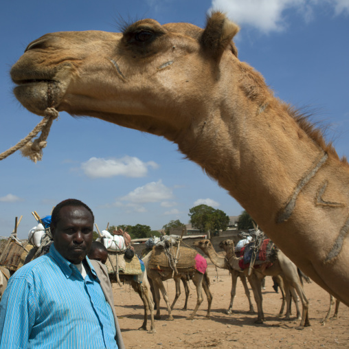 Caravan Of Camels Going Through Dechatu River, Dire Dawa, Ethiopia