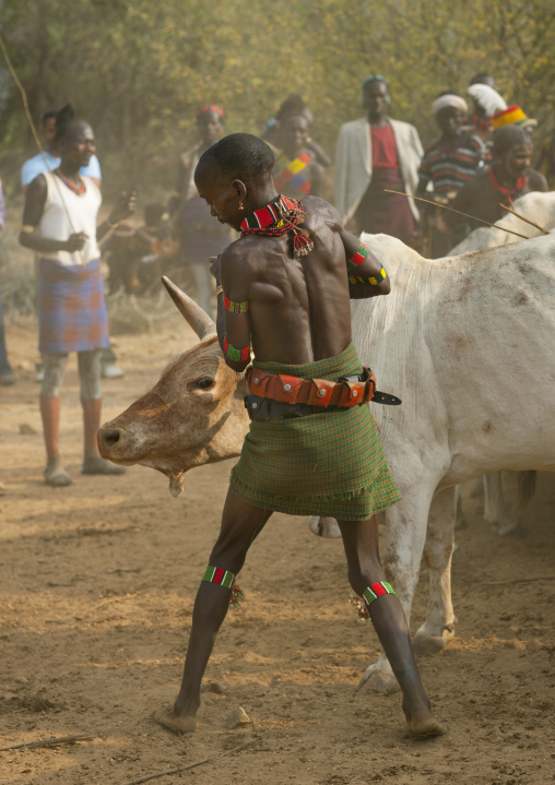 Hamer Tribe Men Bringing Cattle To Celebrate The Bull Leaping Ceremony, Omo Valley, Ethiopia