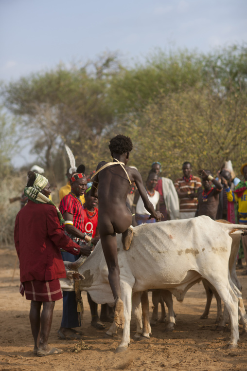 Naked Bull Jumper Man From Hamer Tribe Starting To Jump Ober The Bulls, Omo Valley, Ethiopia
